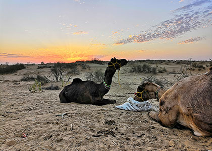 Camel Safari
