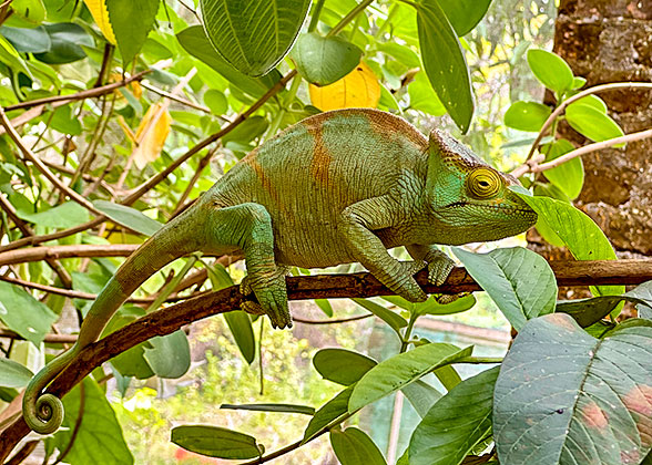 Chameleon, Madagascar