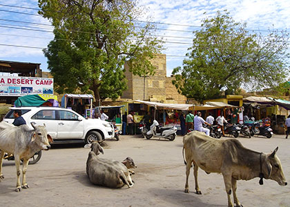 Cows Meandering along the Street, India