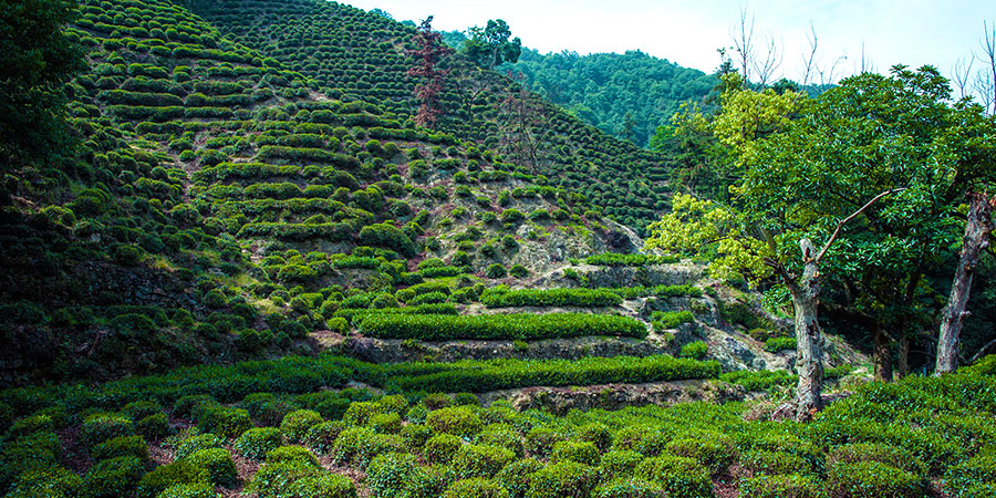 Darjeeling, Tea Planation