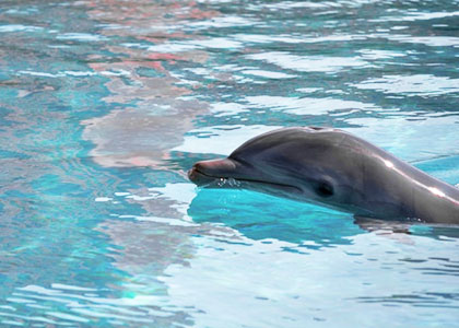 Dolphin, UNEXSO
