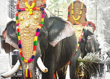 Elephant Festival Rajasthan