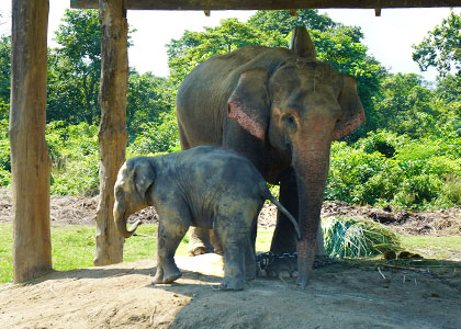 Elephant in Chitwan National Park