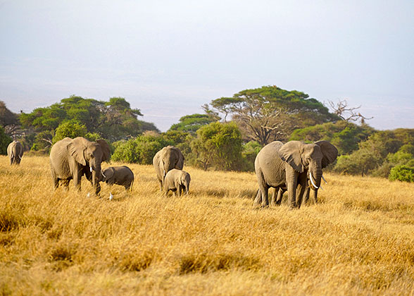 Elephants in the National Park
