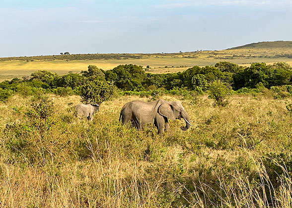 Elephants in the National Park