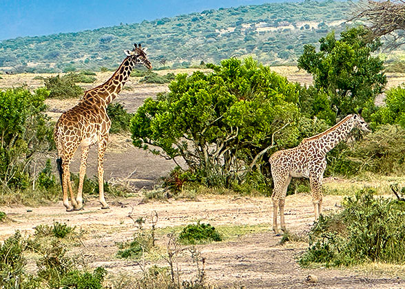 Giraffes in Semuliki National Park