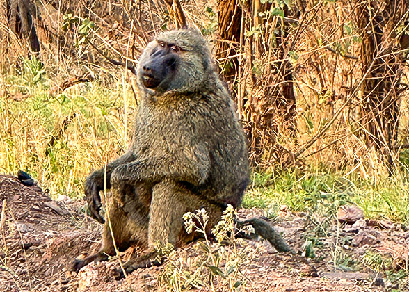 Baboon in Uganda