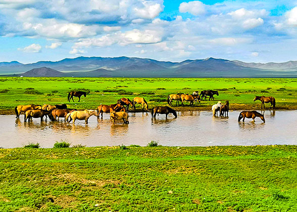 Grassland and horses