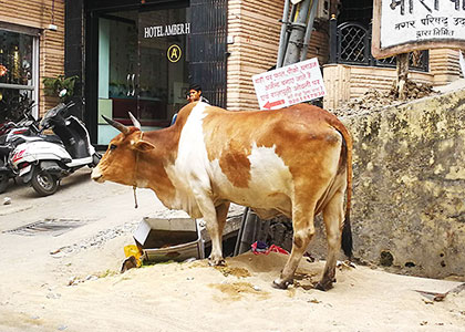 Holy Cow in India