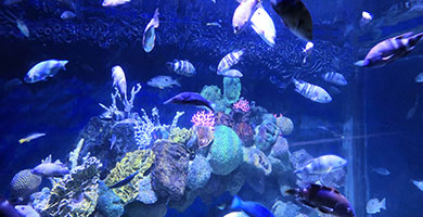Hurghada Grand Aquarium