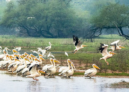 Sultanpur National Park and Bird Sanctuary