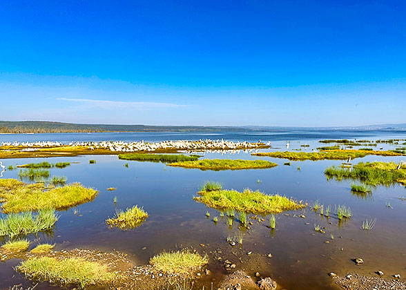 A Bird Flock at Lake Manyara National Park