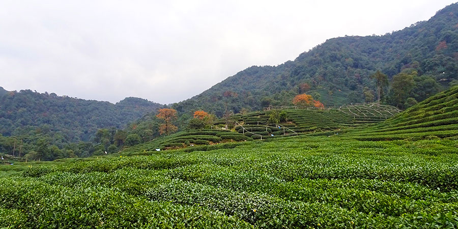 Picturesque Landscapes of Coorg