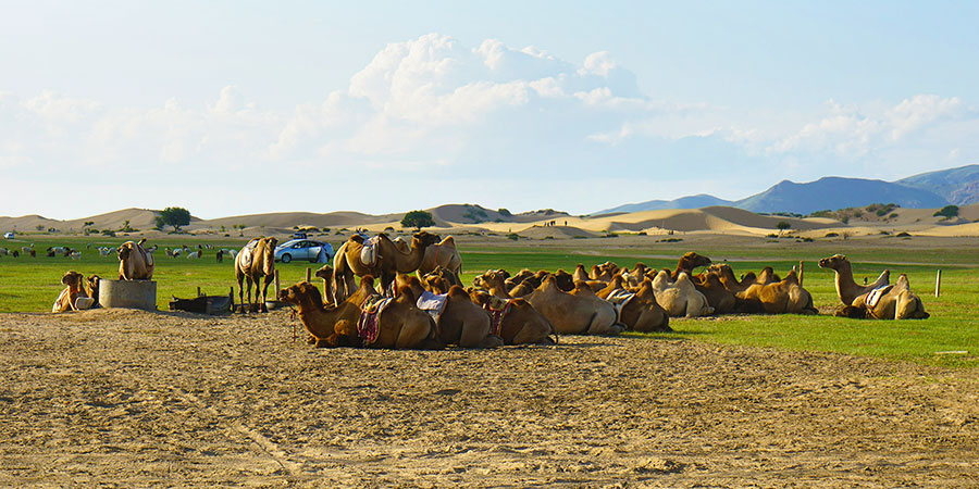 Mongolia sand dunes and camels