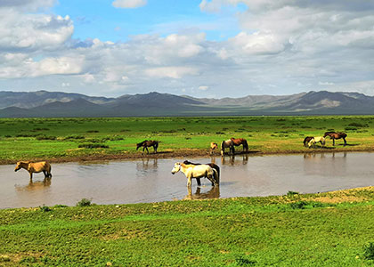 Mongolian steppe with Horses