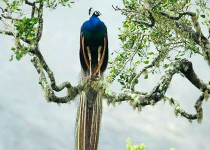 Peacock