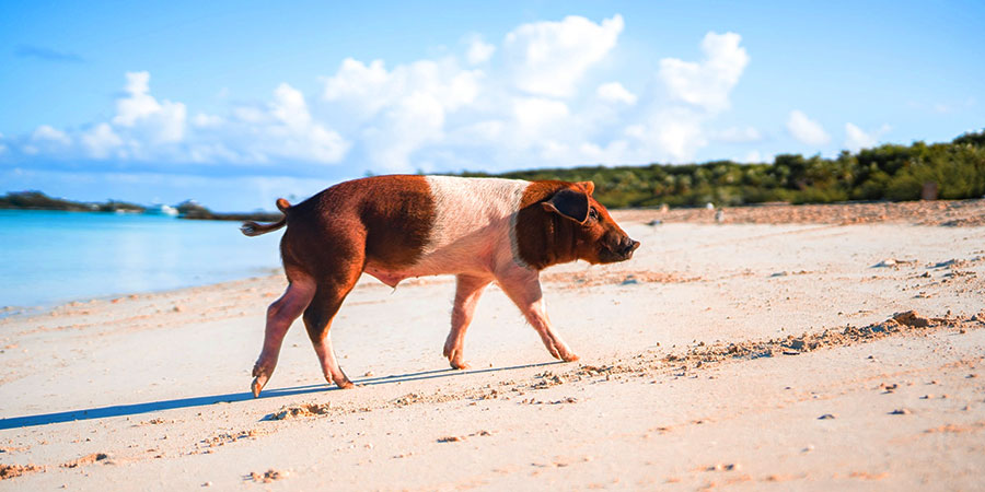 Pig Beach, Bahamas