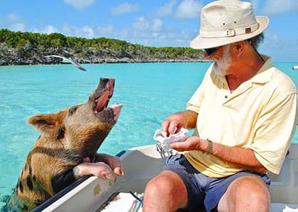 Pig Beach, Exuma
