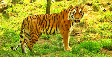 Ranthambore National Park
