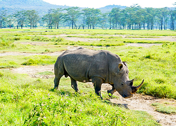 Rhinoceros, South Africa