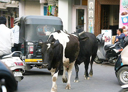 Sacred Mother Cow in India