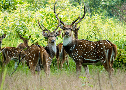 Sika Deers