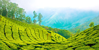 Tea Museum Kerala