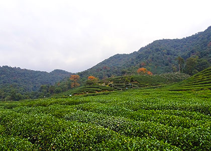 Tea Plantation, Coorg