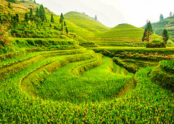 Tegalalang Rice Terrace