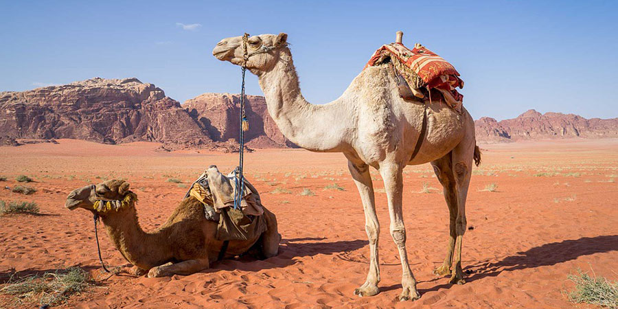 Wadi Rum Desert