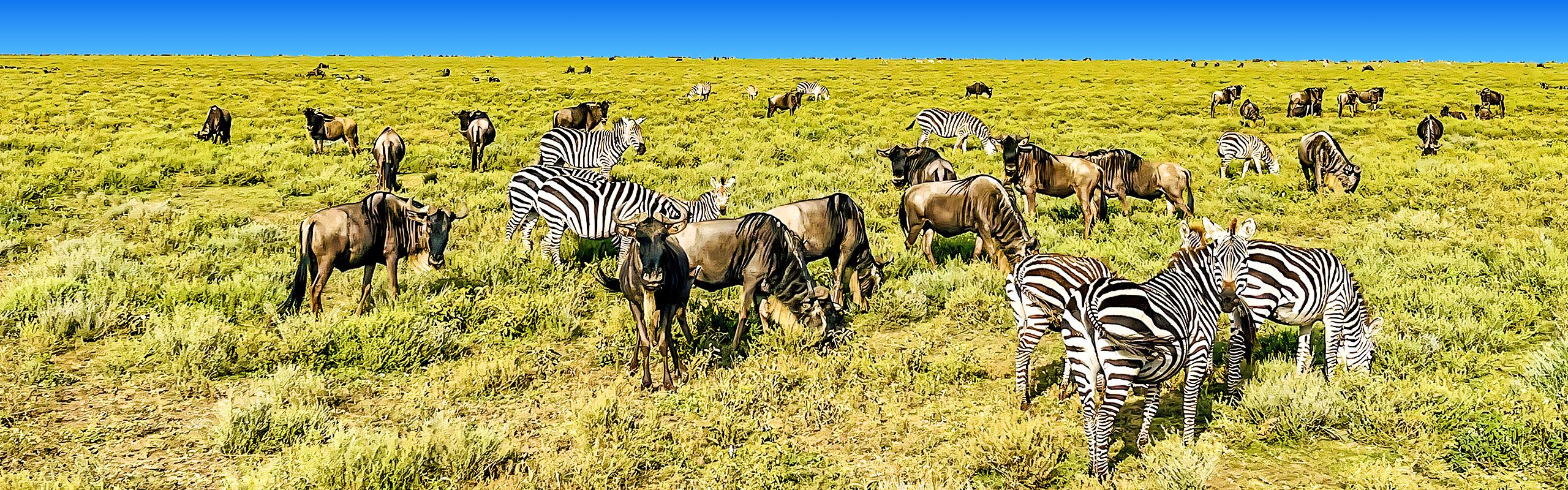 Zebras Flock in Africa