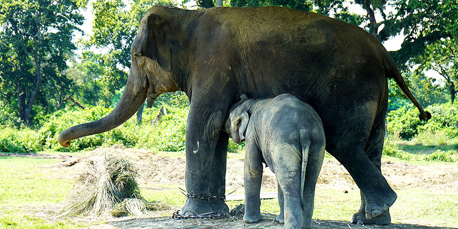 Anamudi Shola National Park