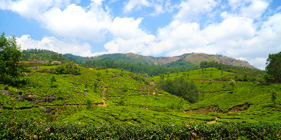 5 Most Beautiful Tea Plantations in Kerala for Hiking