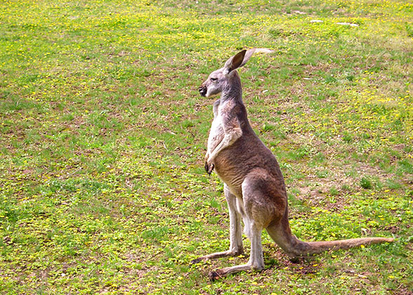 Kangaroo Island