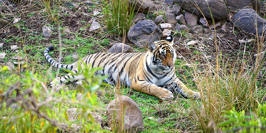 Mathikettan Shola National Park
