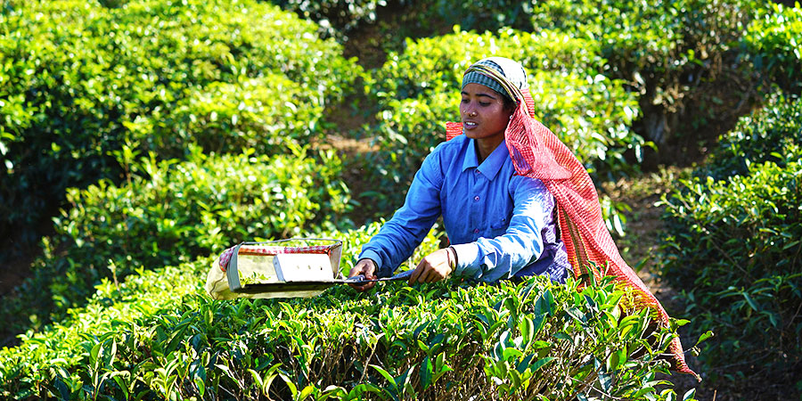 Munnar - Tea Gardens