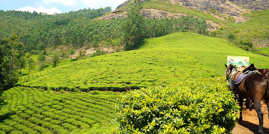 Munnar Tea Plantation