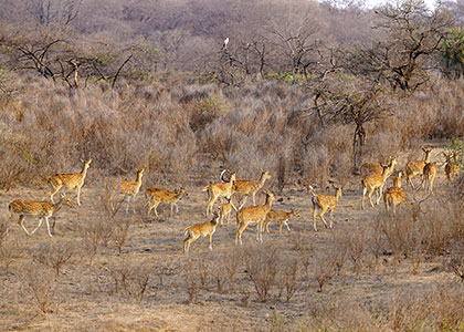 Netravali Wildlife Sanctuary