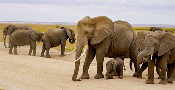 Serengeti, Tanzania