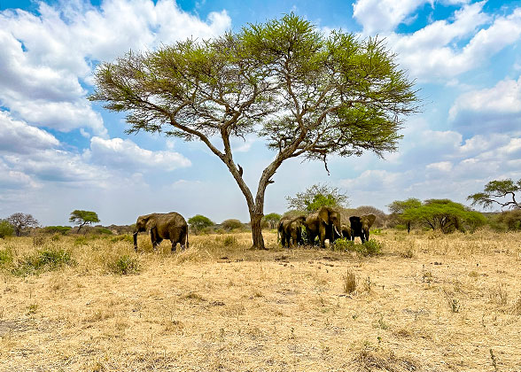 Kilimanjaro National Park, Tazania