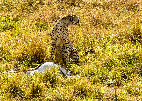 Cheetah in Zambia