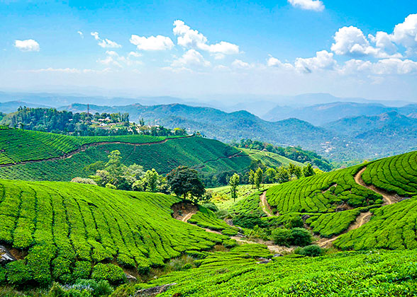 Tea garden in Munnar