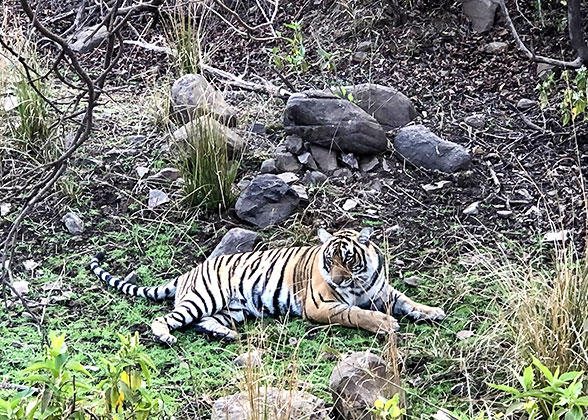 Wayanad Wildlife Sanctuary