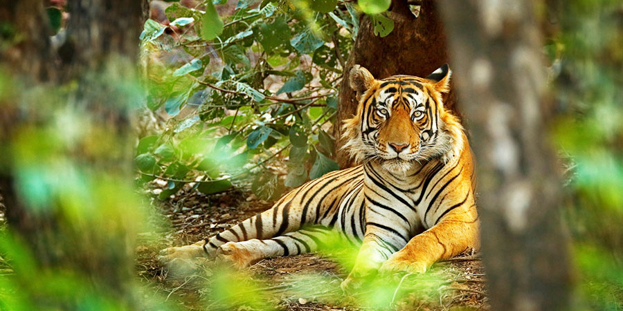 Wild tiger in Ranthambore National Park