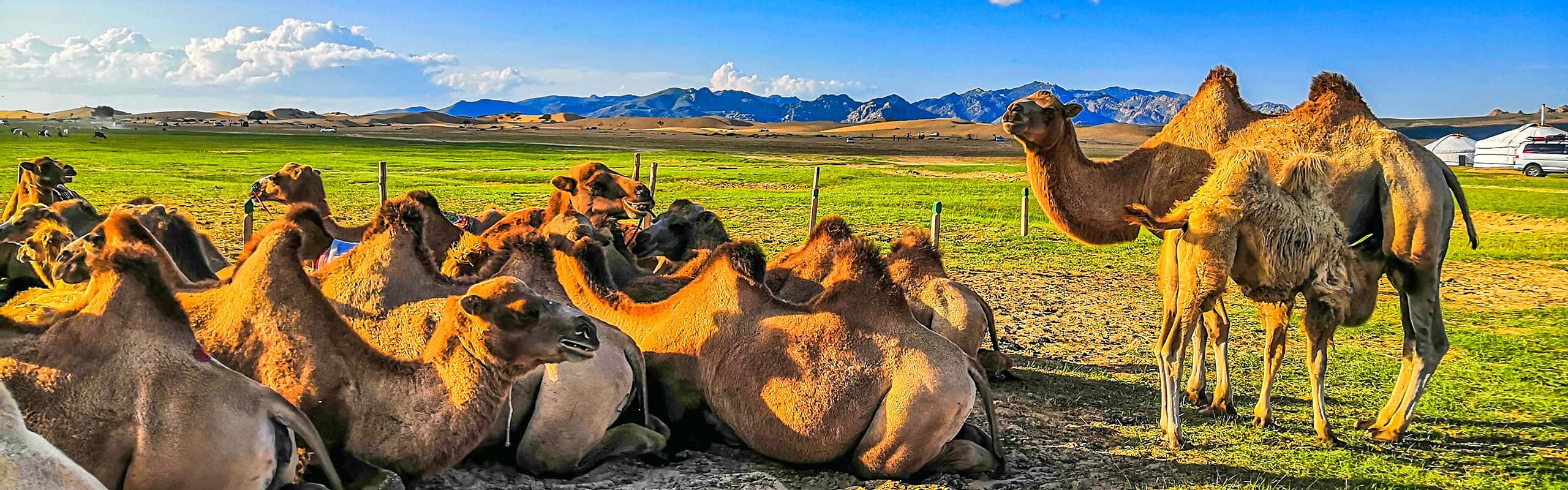 Camels on Mongolian Steppe