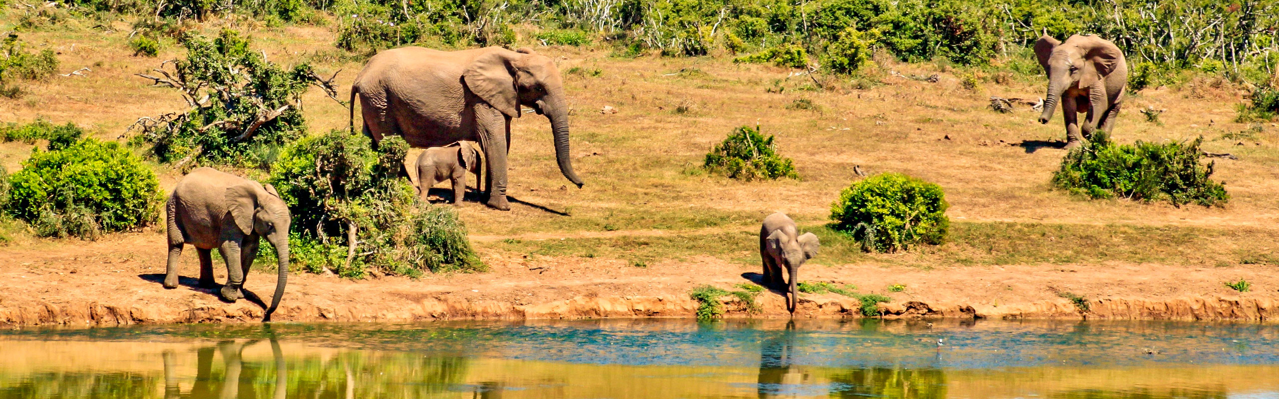 Elephants in Gabon National Park