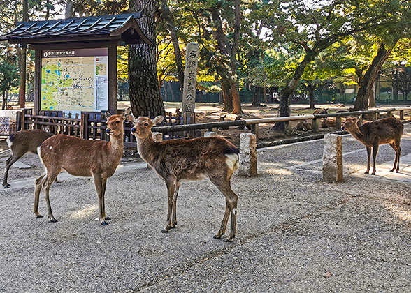 Nara Park