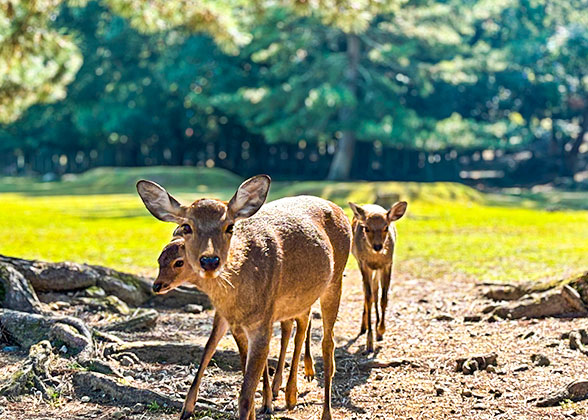 Nara Park