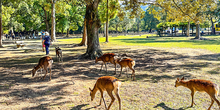 Nara Park