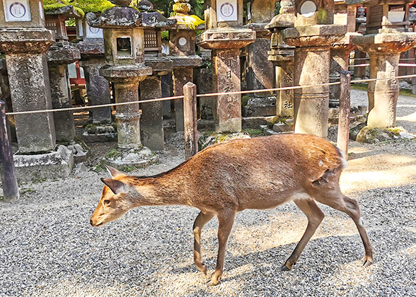 Nara in October